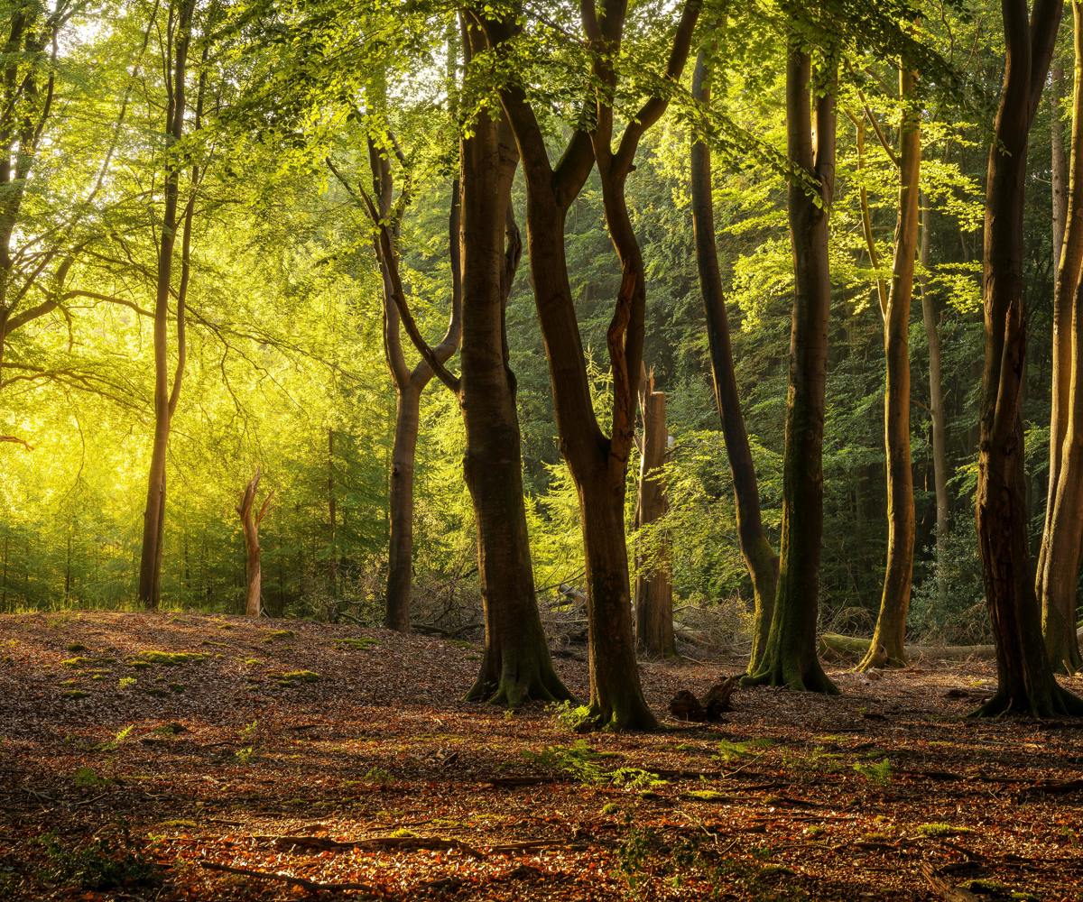 Åkulla beech forest landscape