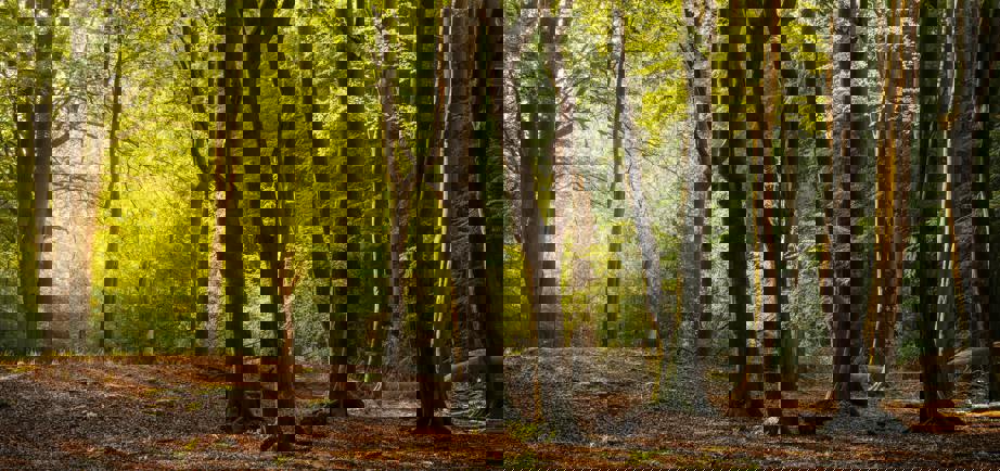 Åkulla beech forest landscape