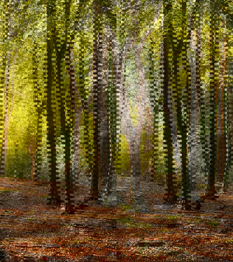 Åkulla beech forest landscape