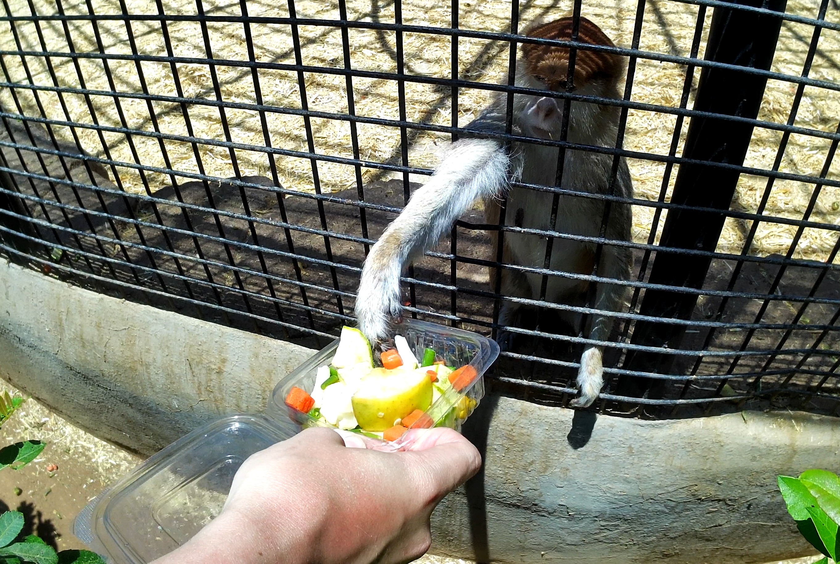 Carefully selecting… nope, not that… ah, yes, the corn please!