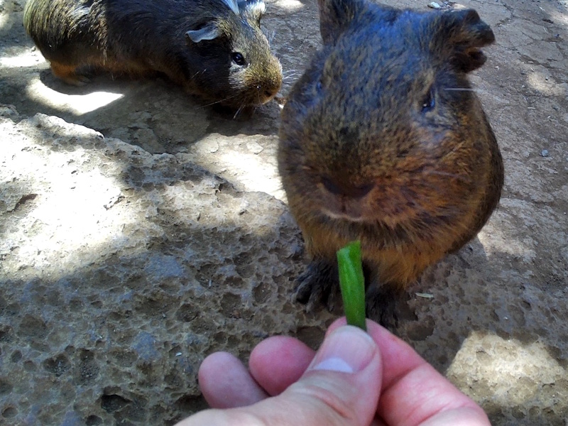 Monkey Park - Guinea Pigs