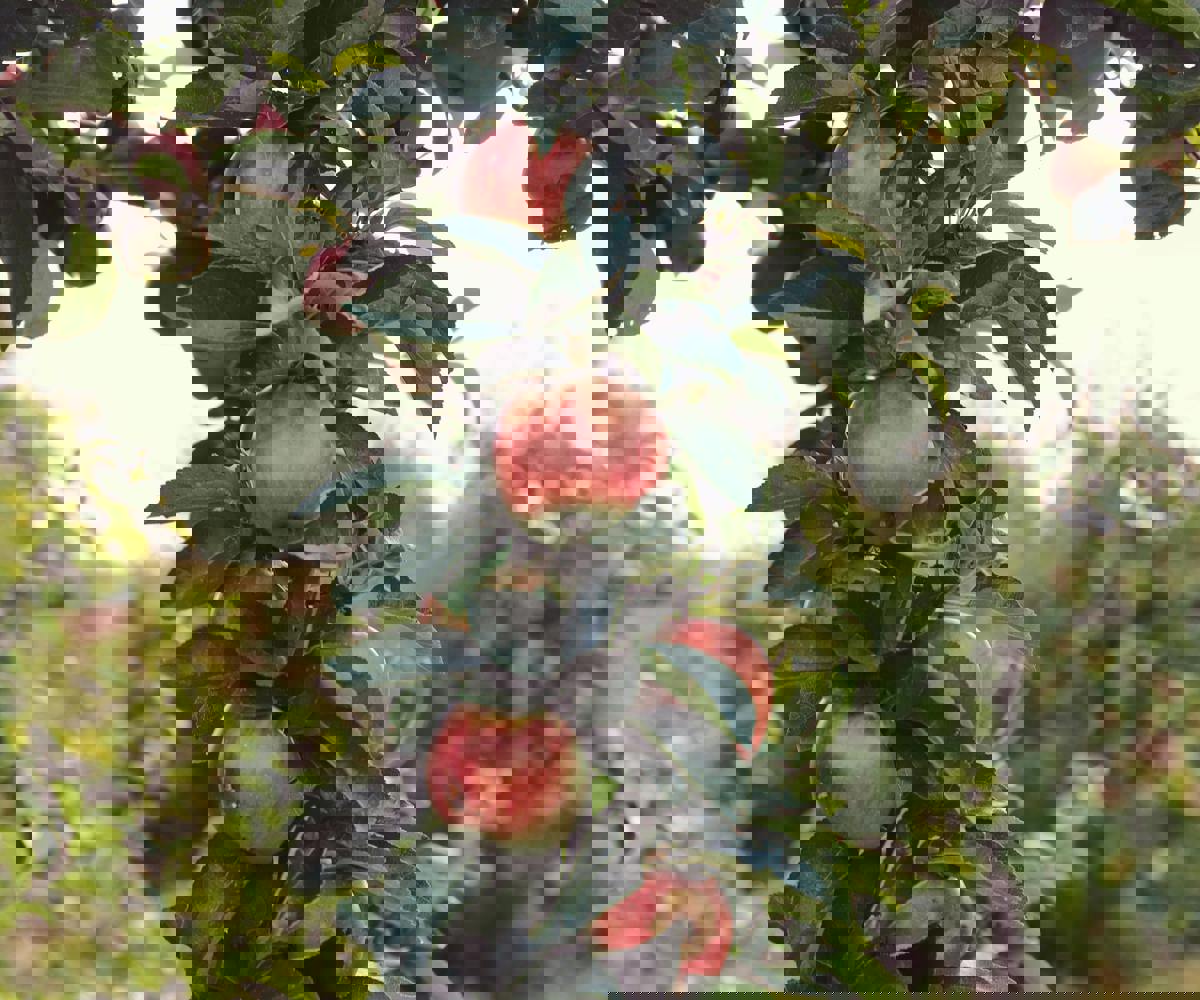 Kivik coastline and orchards