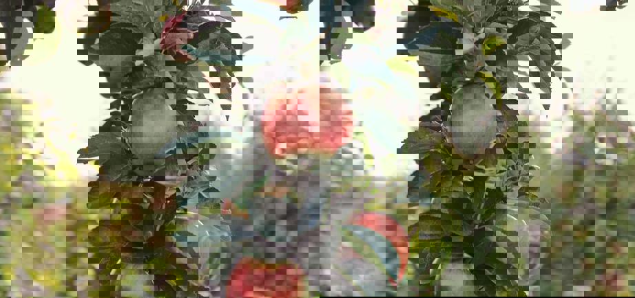 Kivik – Apple Orchards, Coastal Views and Autumn Magic in Österlen