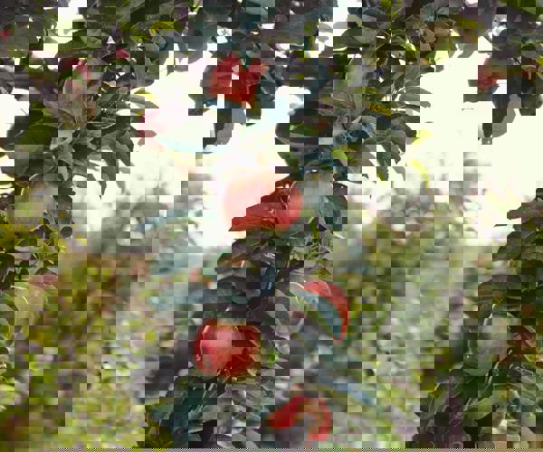 Kivik coastline and orchards