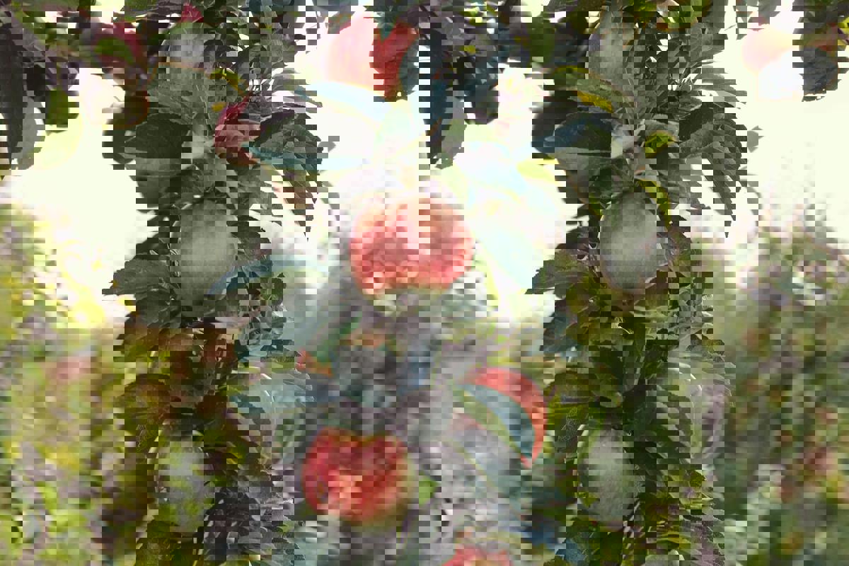 Kivik – Apple Orchards, Coastal Views and Autumn Magic in Österlen