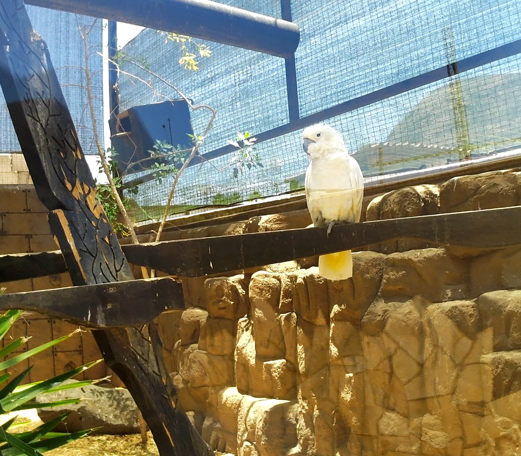Cockatoo