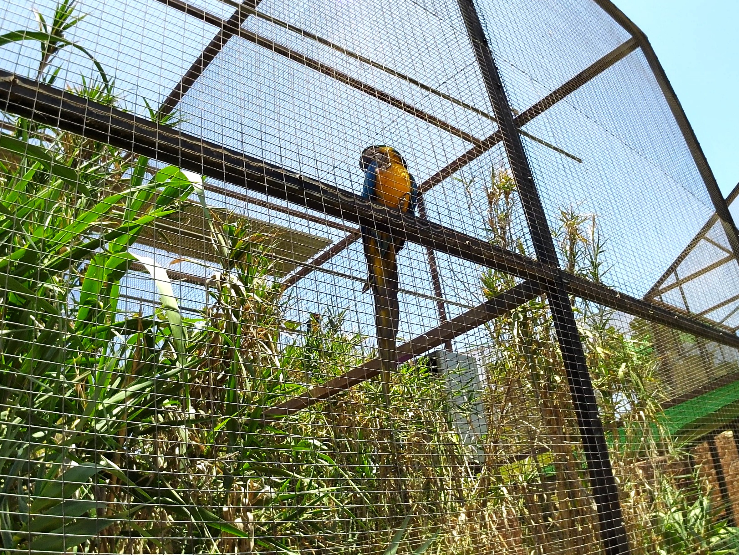 Blue and Yellow Macaw