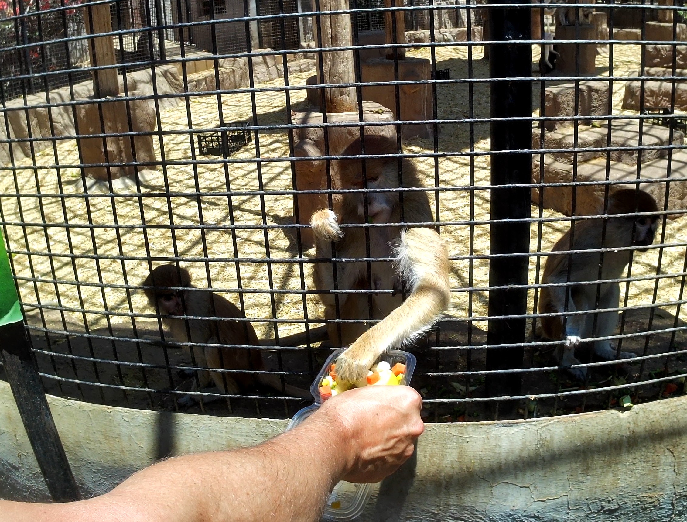 Patas monkeys at Monkey Park
