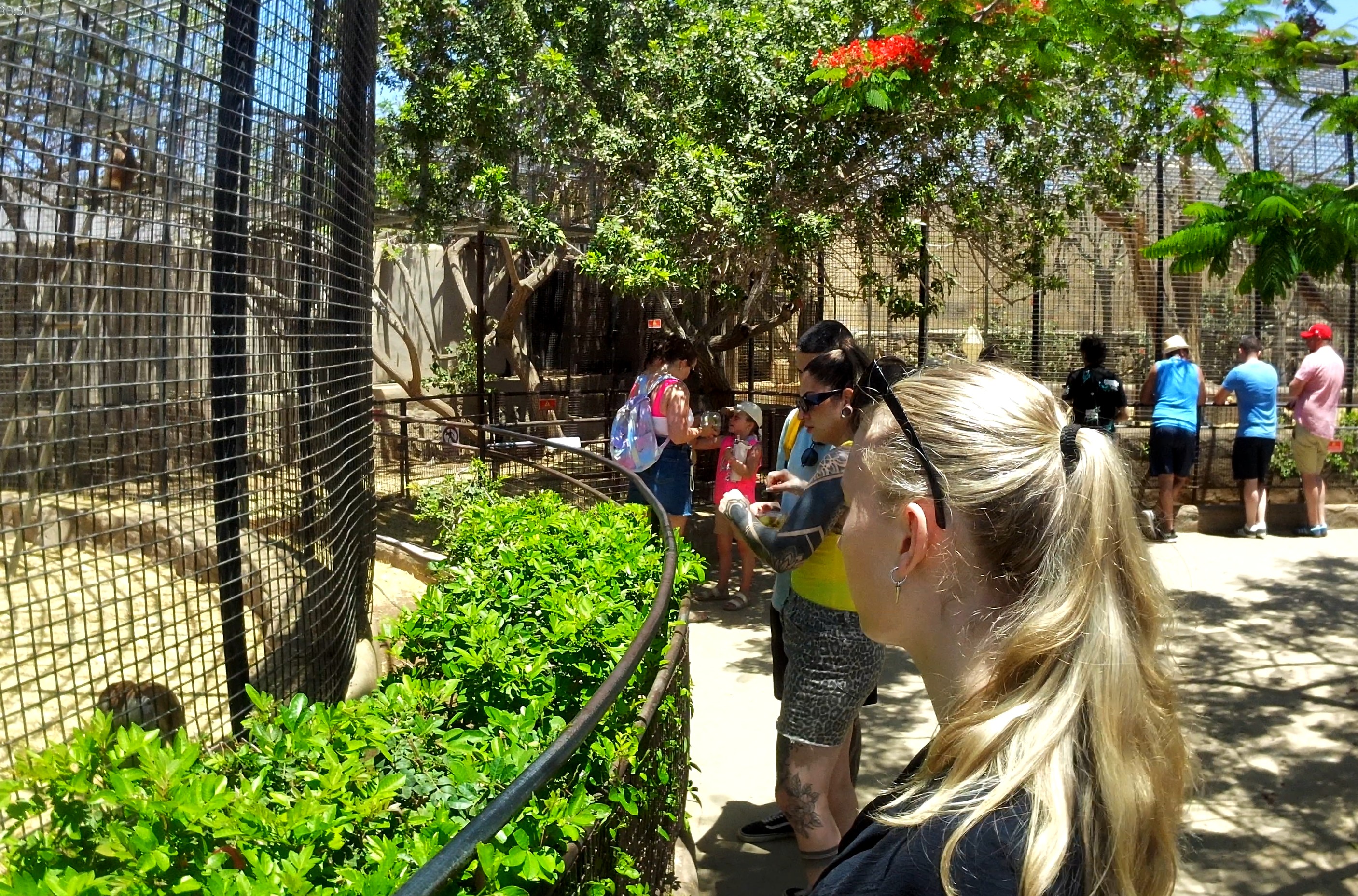 Erika watching the monkeys