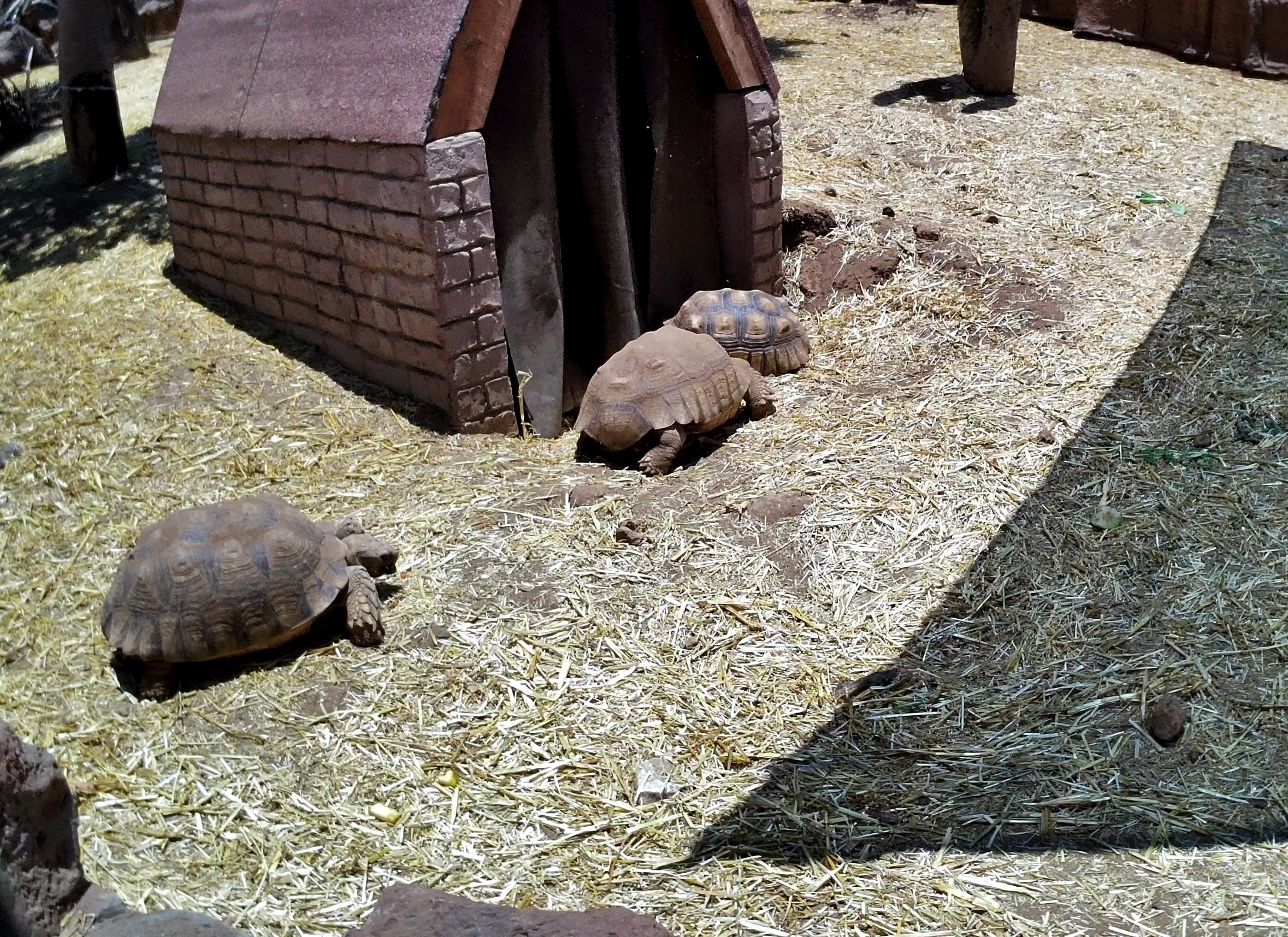 When your holiday pace matches the tortoise vibe perfectly…