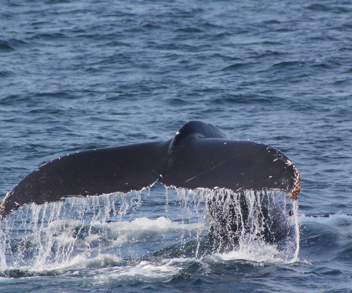 Whale Watching Tenerife