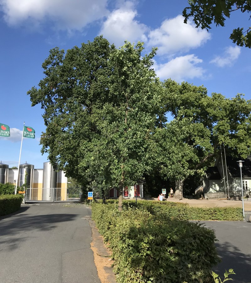 Kiviks Musteri, Skåne