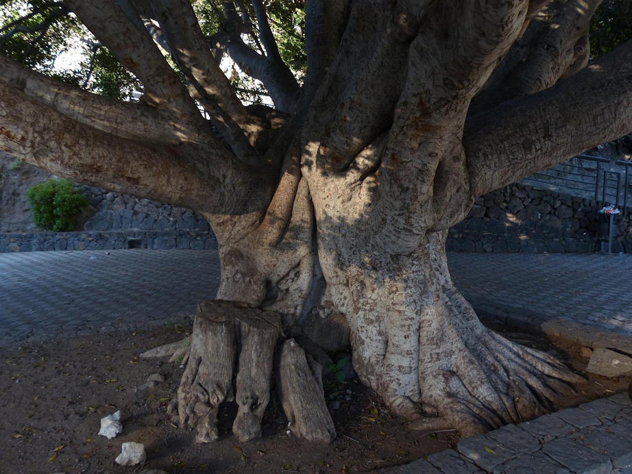 The great tree of Masca