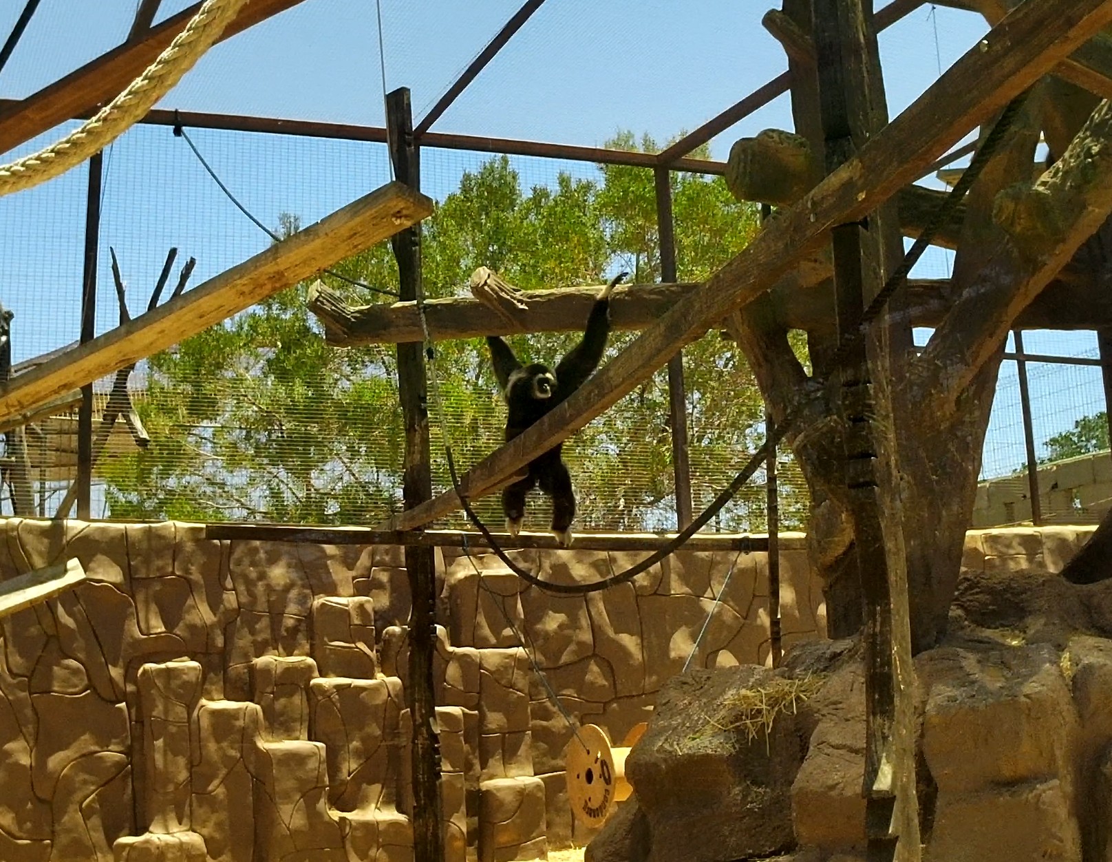 Gibbon