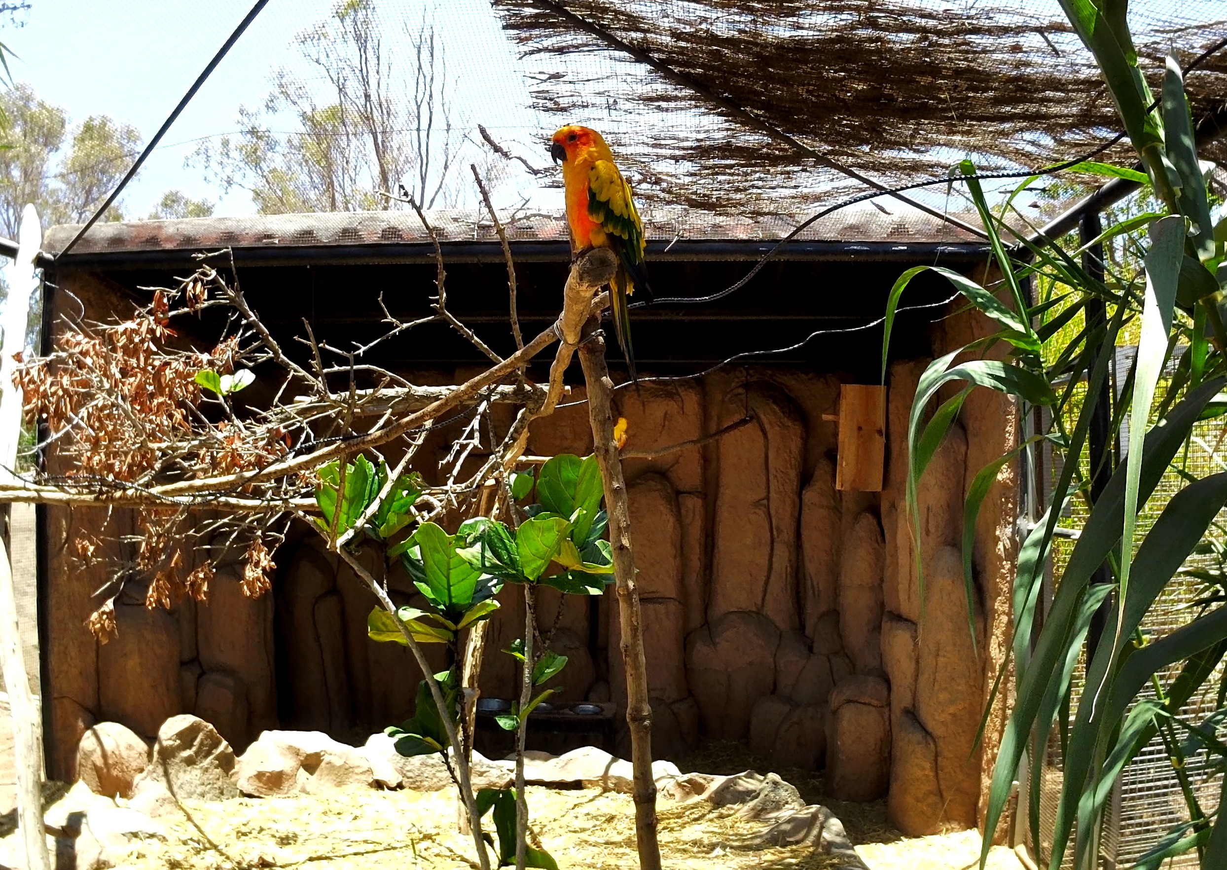 Sun conure