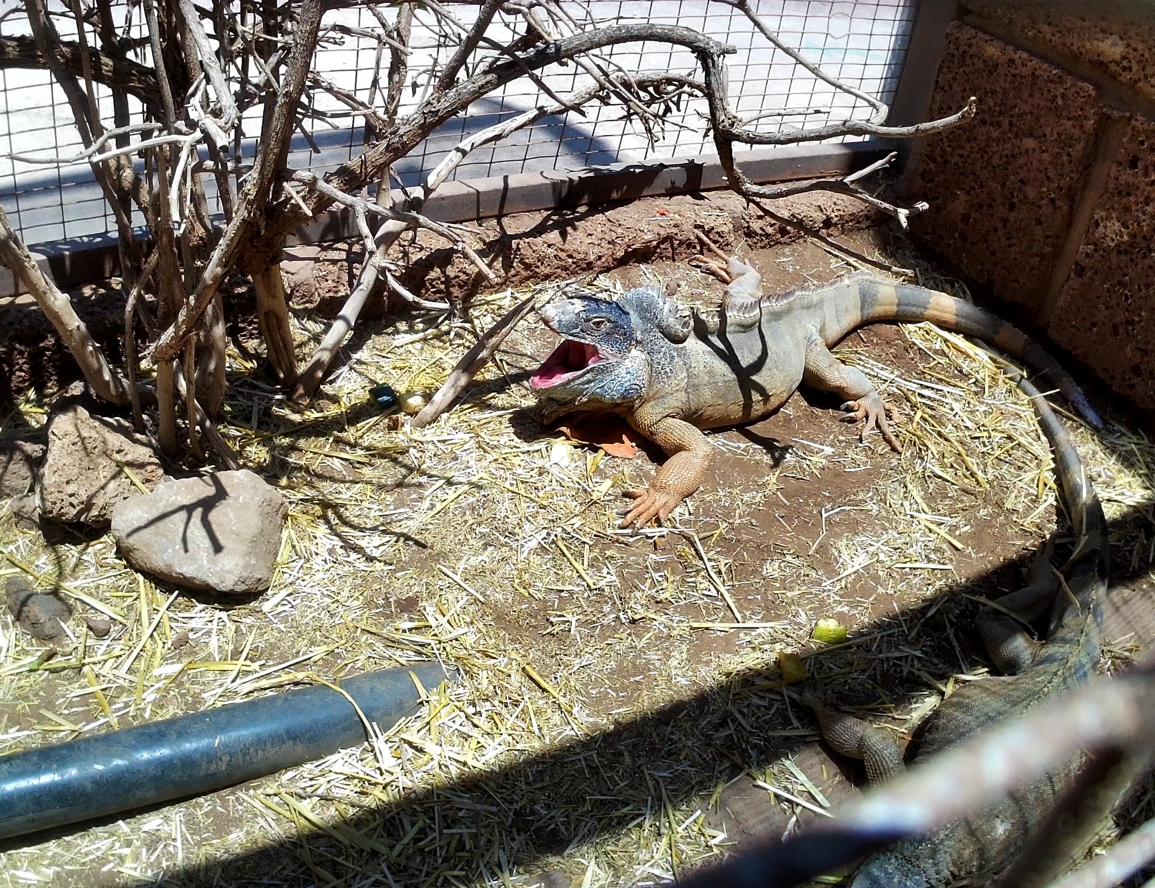 Meet the Iguana – Monkey Park’s Prehistoric Star