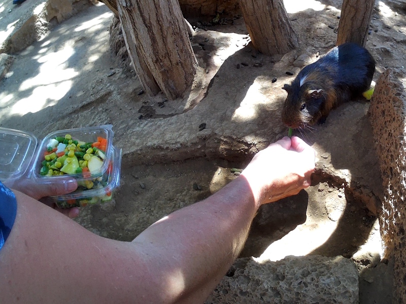 Monkey Park - Guinea Pigs